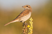 Red-backed Shrike