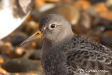 Purple Sandpiper