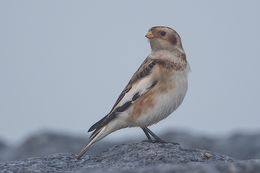 BIRDS 2019