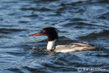 Red-brested Merganser