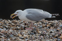 Herring Gull