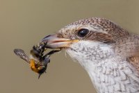Red-backed Shrike