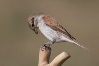 Red-backed Shrike