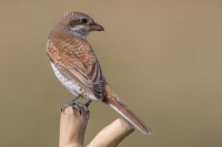 Red-backed Shrike
