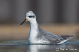 Grey Phalarope