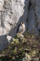 Peregrine