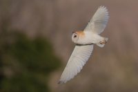 Barn Owl