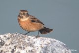 Stonechat