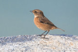 Stonechat