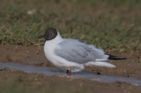 Black Headed Gull