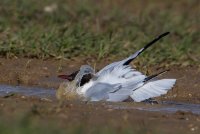 Black Headed Gull