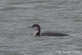 Great Northern Diver