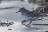 Purple Sandpiper