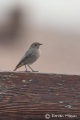 Black Redstart