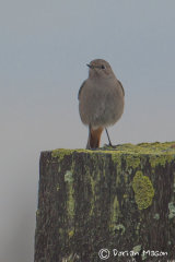 Black Redstart