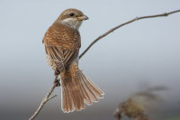 Red-backed Shrike