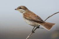 Red-backed Shrike