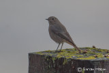 Black Redstart