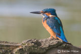Kingfisher
