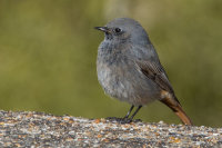 Black Redstart