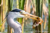Heron