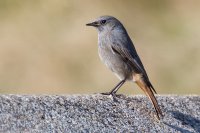 Black Redstart