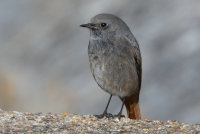 Black Redstart