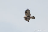 Rough-legged Buzzard