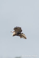 Rough-legged Buzzard