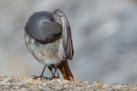 Black Redstart