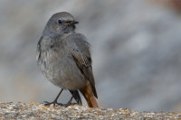 Black Redstart