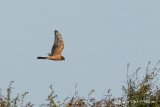 Pallid Harrier