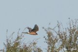 Pallid Harrier