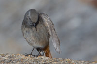 Black Redstart