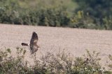 Pallid Harrier