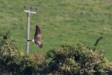 Pallid Harrier