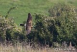 Pallid Harrier