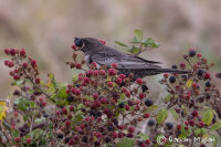 Ring Ouzel