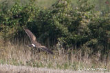 Pallid Harrier