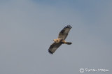 Rough-legged Buzzard