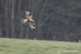 Rough-legged Buzzard