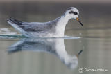 Grey Phalarope