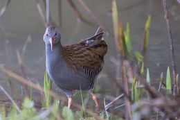 Water Rail