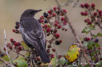 Ring Ouzel