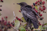 Ring Ouzel