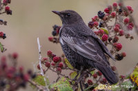 Ring Ouzel
