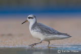 Grey Phalarope