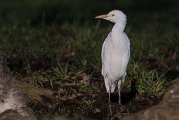 Cattle Egret