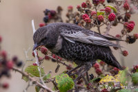 Ring Ouzel