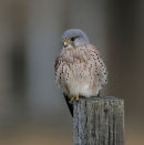 Kestral